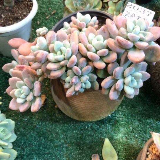 红洛神，2037，一物一拍