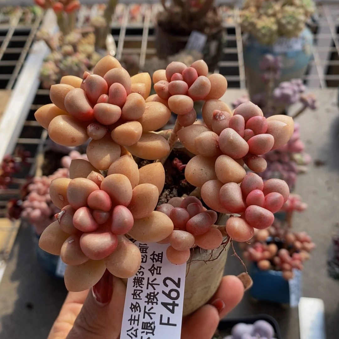 先锋派462/7cm多肉