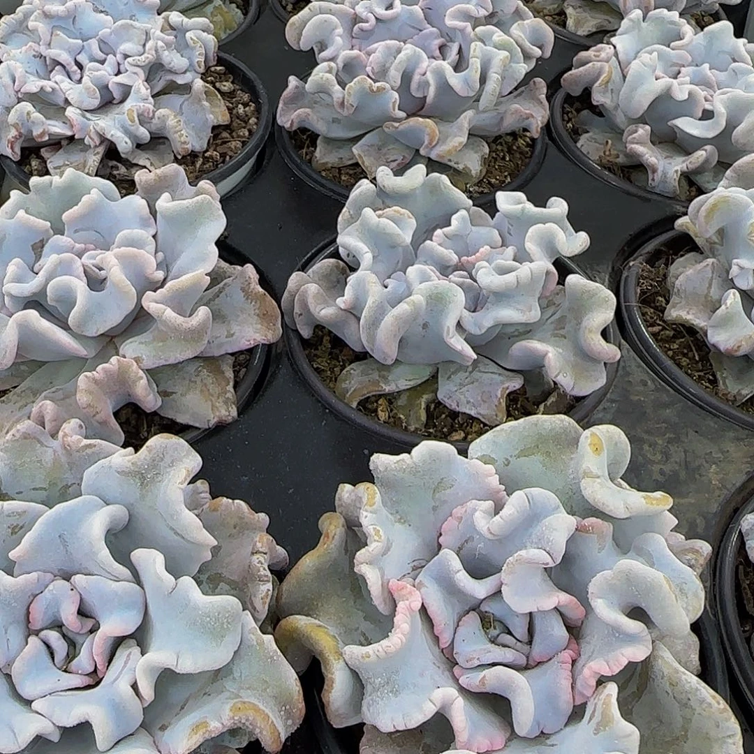 精品母本芭蕾舞者单头一个
