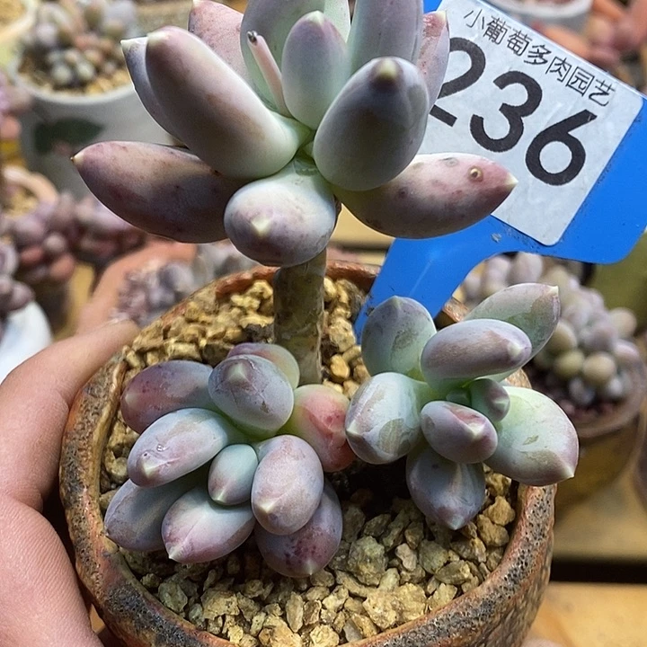 ?***✧松果美人236号的啊啊啊多肉啊啊