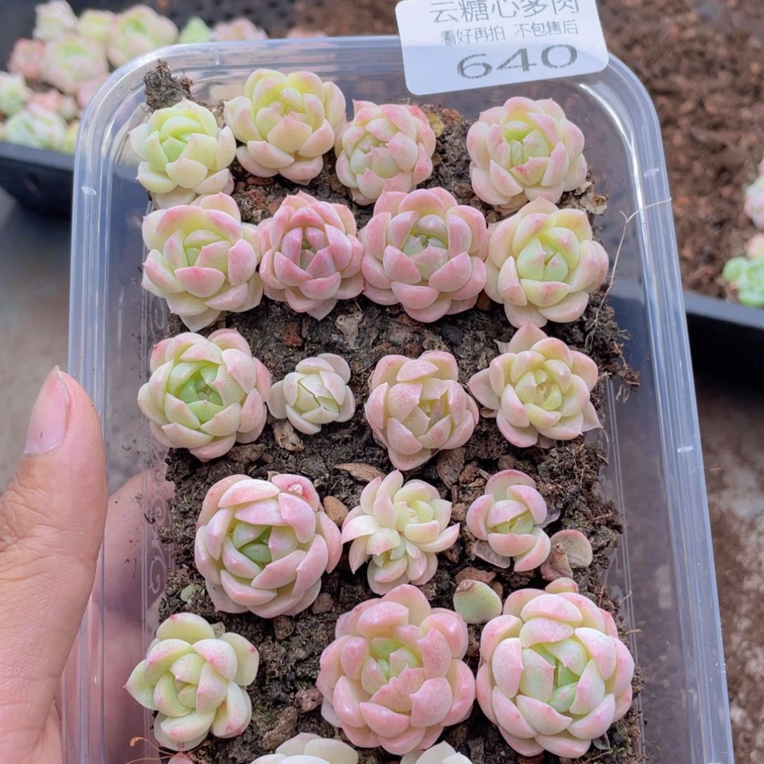 云糖心多肉植物640