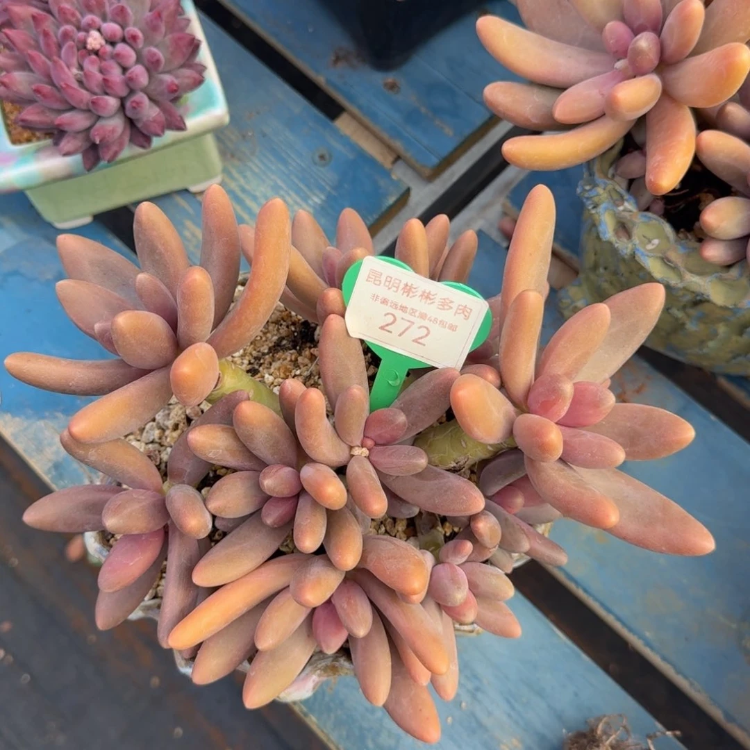 @***姐糖果美人老桩一物一拍  272