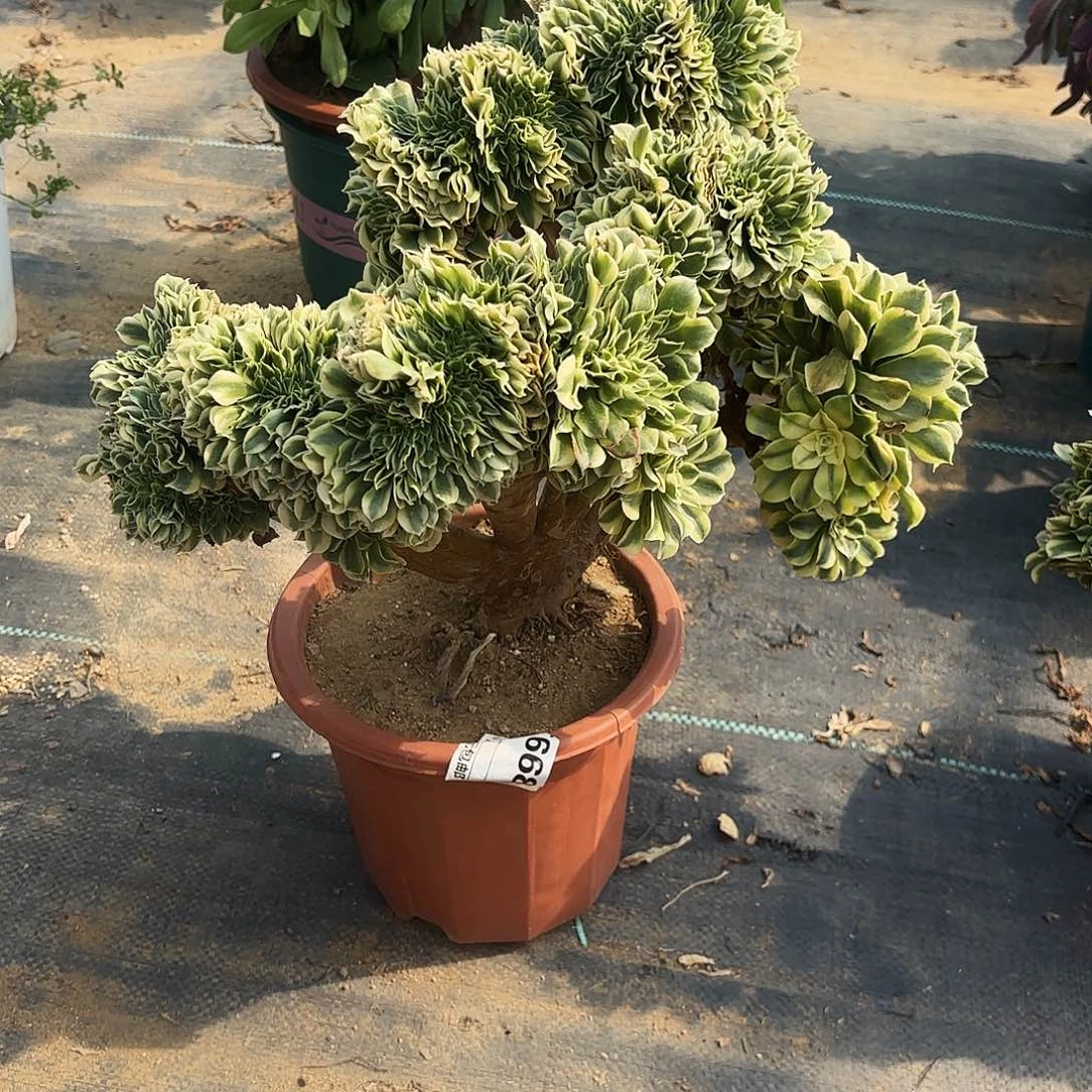 拥****668绿豆沙缀多肉植物