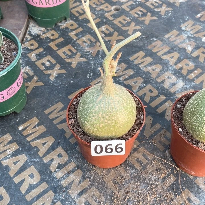 066大睡布袋块根植物