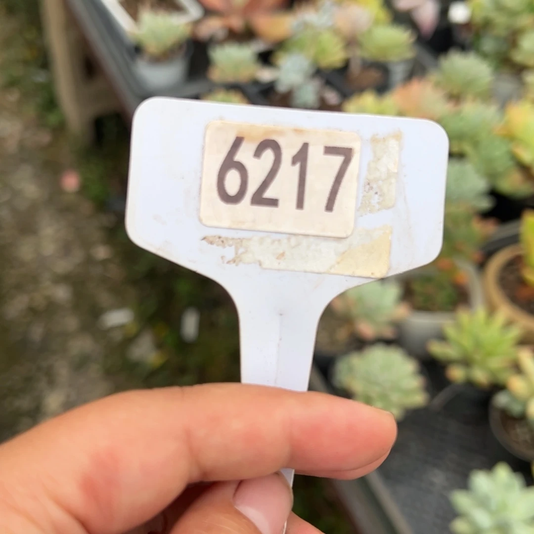 【闪购商品】江*寄养发货。6217