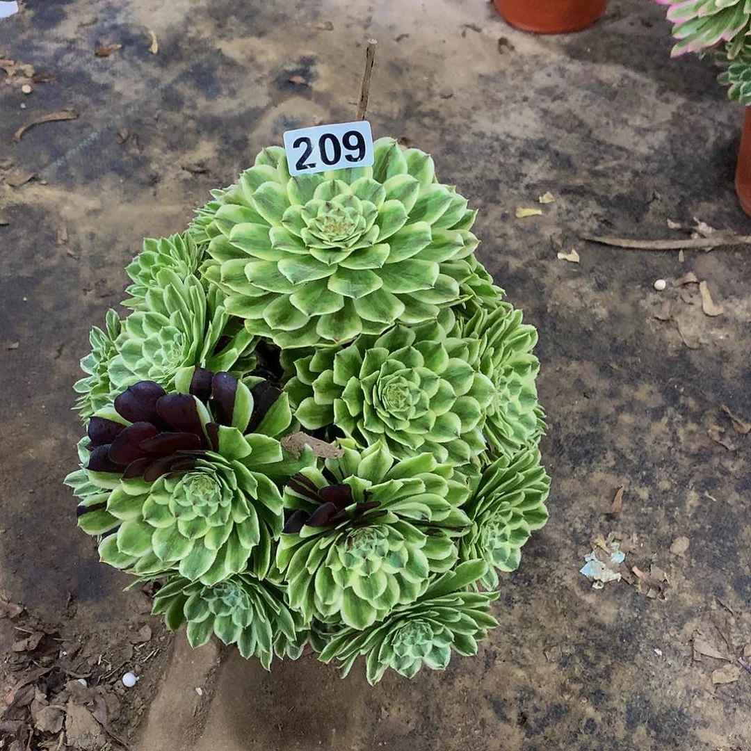 周*生多肉碧浪.209.00000