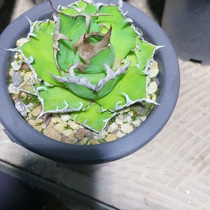 多肉植物龙蛇兰植物