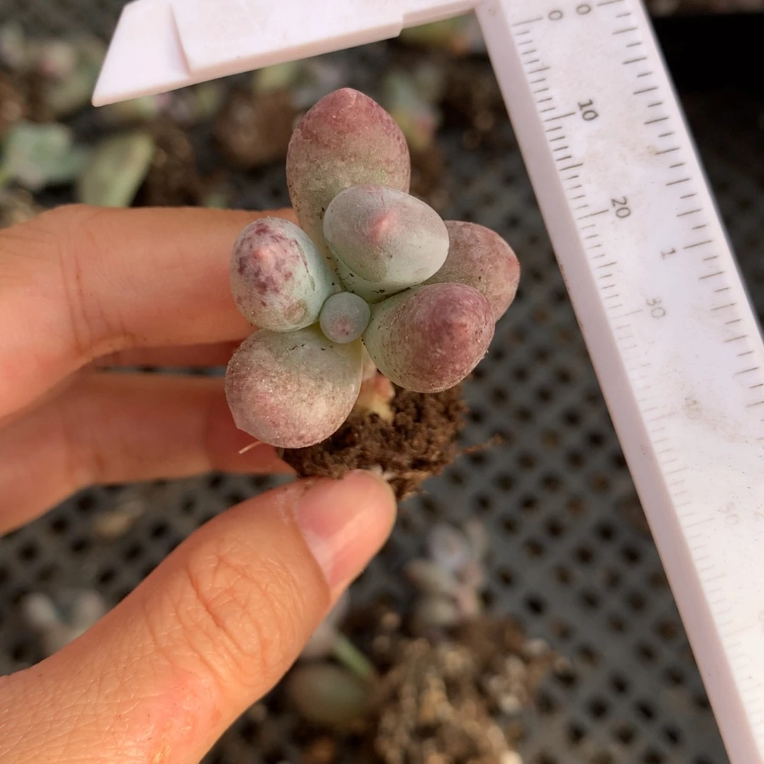 血斑米可奶米可奶