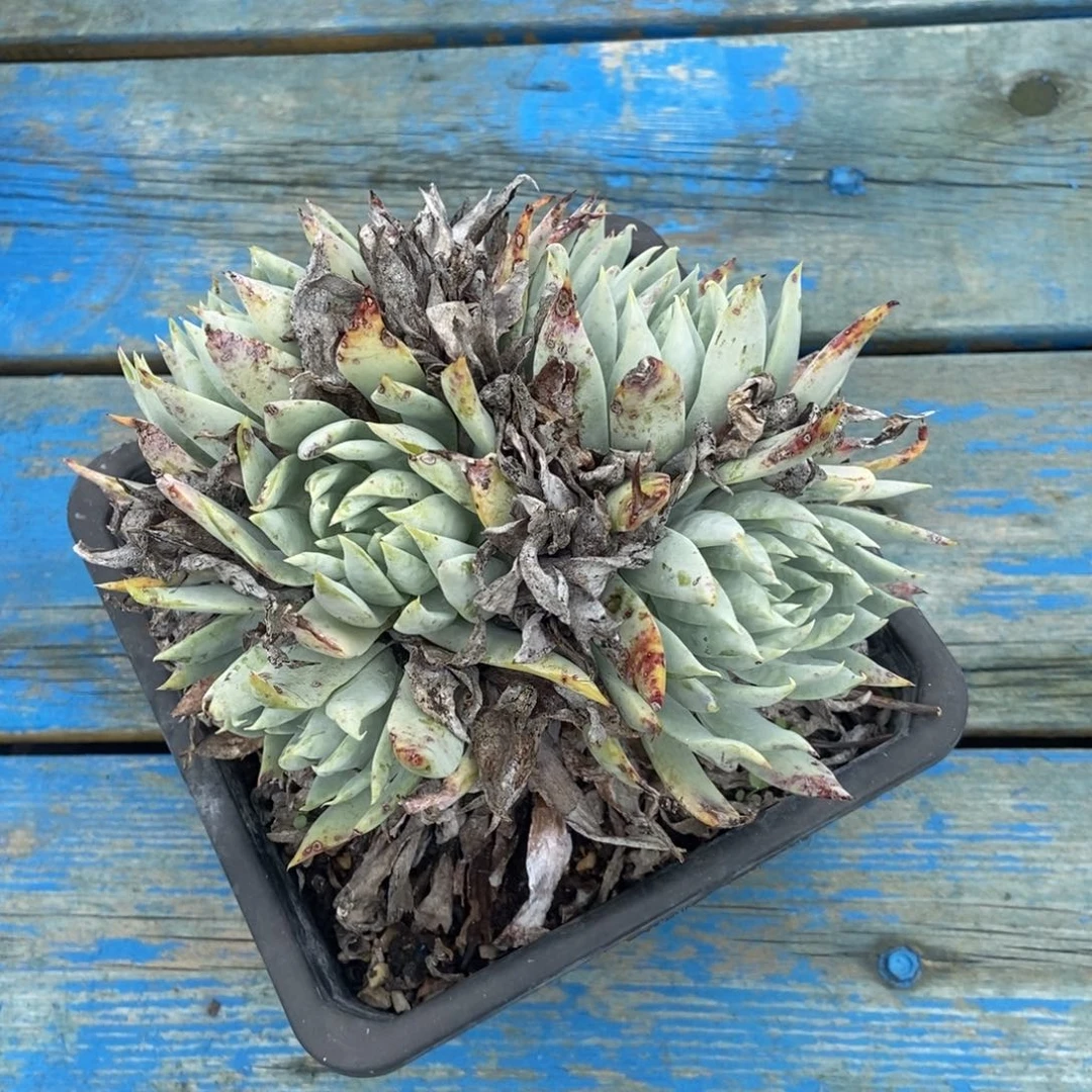 苹果叶雪山二代多肉植物啦啦啦