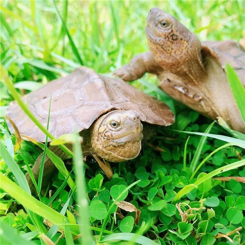 【直播专用】亚巨龟吃菜龟招财龟亚水果龟蔬菜巨龟亚洲巨龟观赏龟