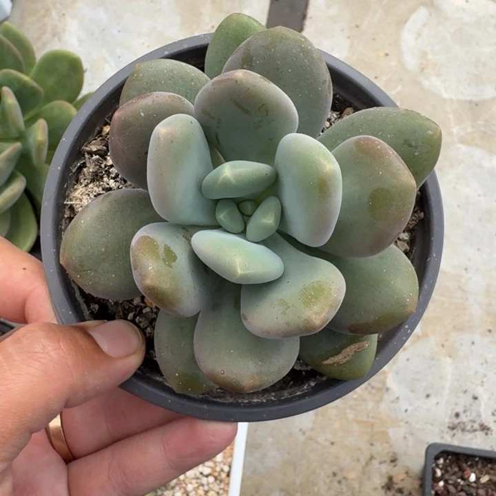 X系列美人新品 一物一拍