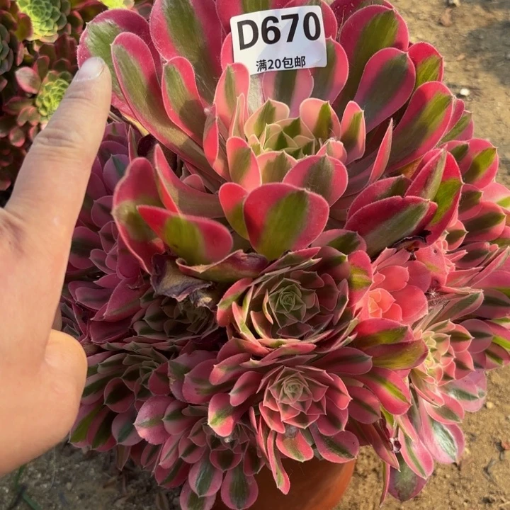 瑞妈多肉植物670