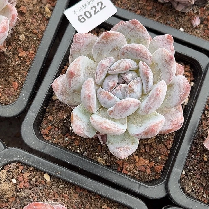 阿雅园艺。      6022梦露