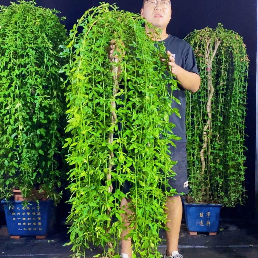 探春花，一物一拍，
