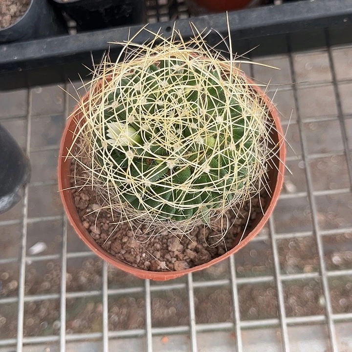 当前无花朵，栽培后可花朵森*