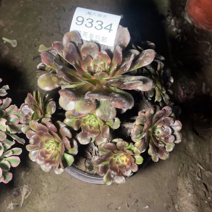 9334黑金刚多肉的人多