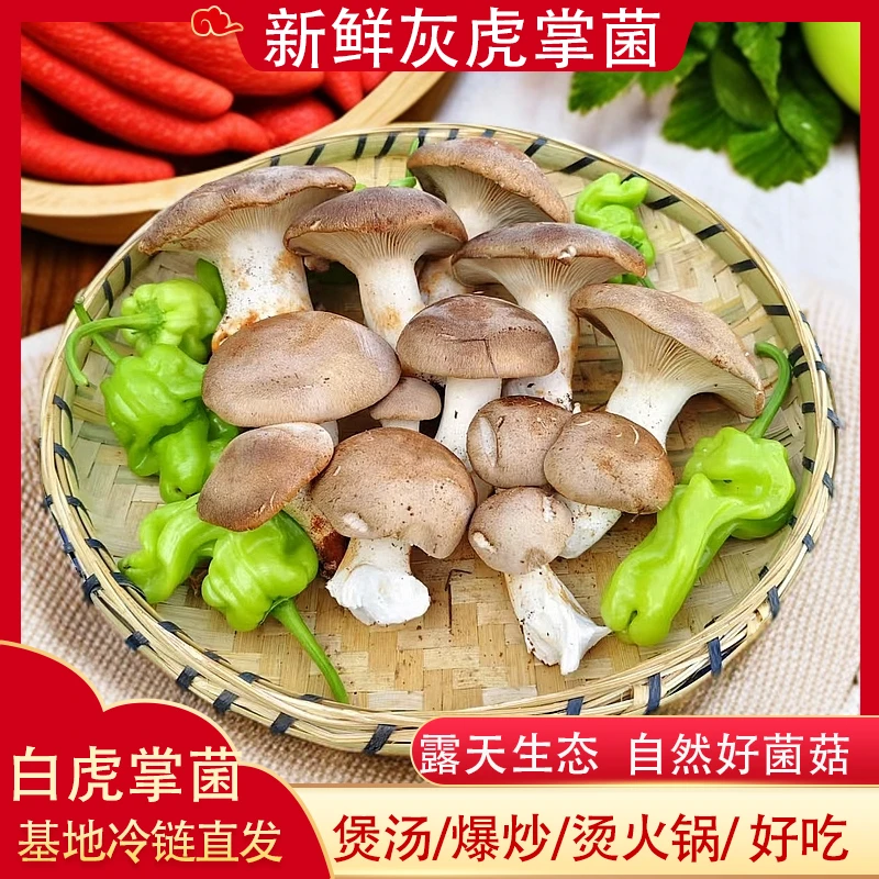虎掌菌新鲜云南新鲜菌菇农家现摘现发健康美味煲汤火锅食材