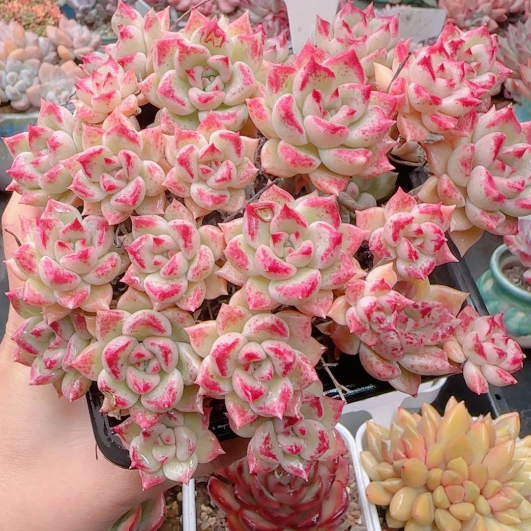 多肉植物0753………….