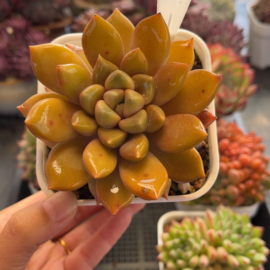 1412天冷地区必拍保温箱