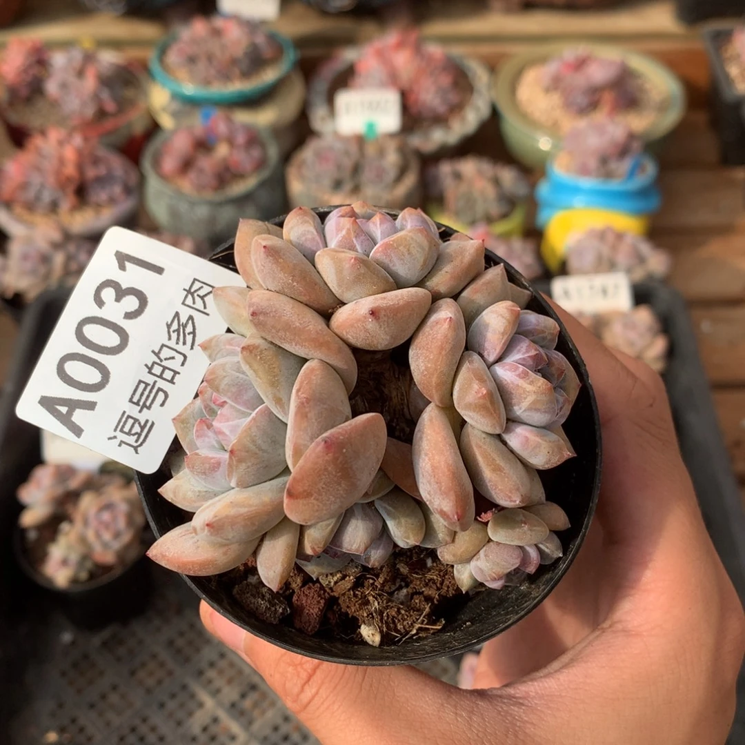 A0031 突尼斯 有砍 7.5cm