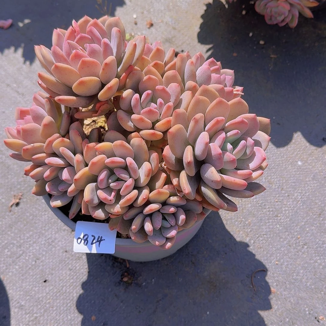 超**诺0824灰姑娘多肉