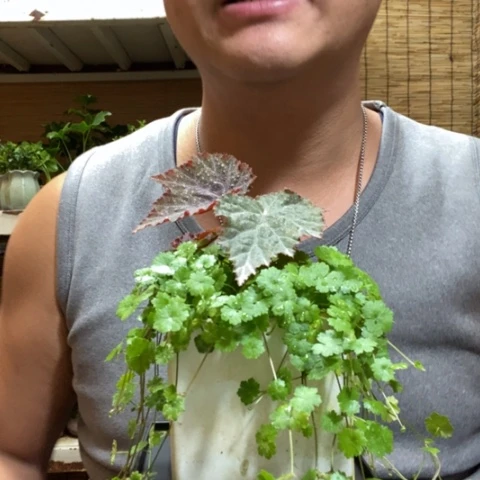 红陶一物一拍所见即所得159