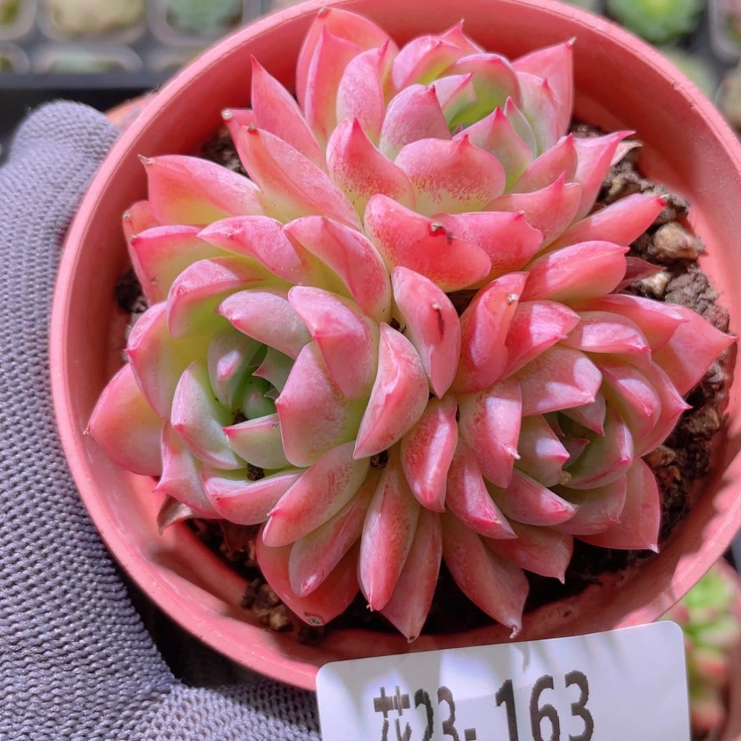 花利美23-163孤星