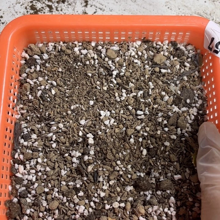 当前无花栽培后可以开花5斤花土