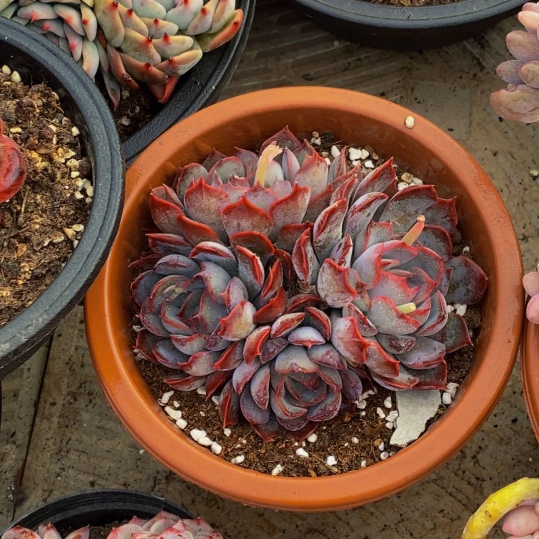 买**玲48包邮一物一拍多肉