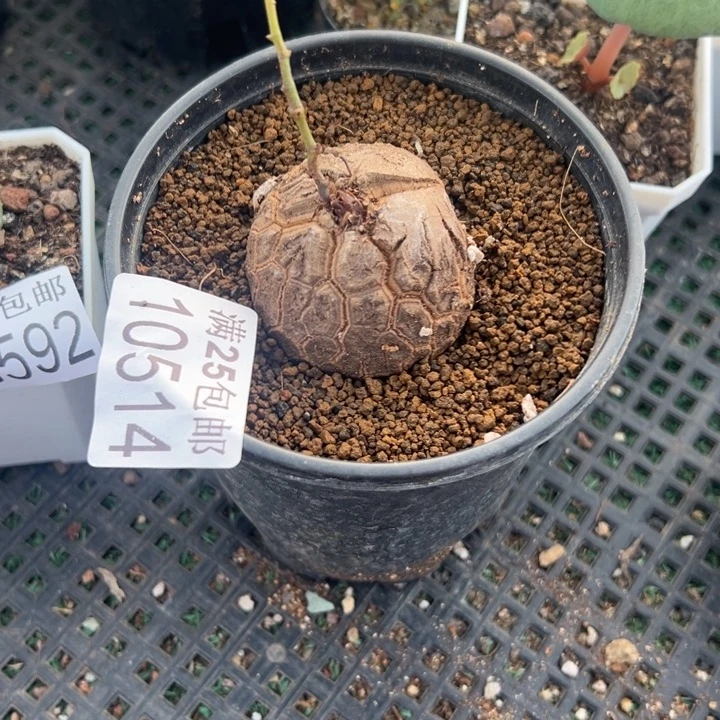 南非龟5公分，一物一拍