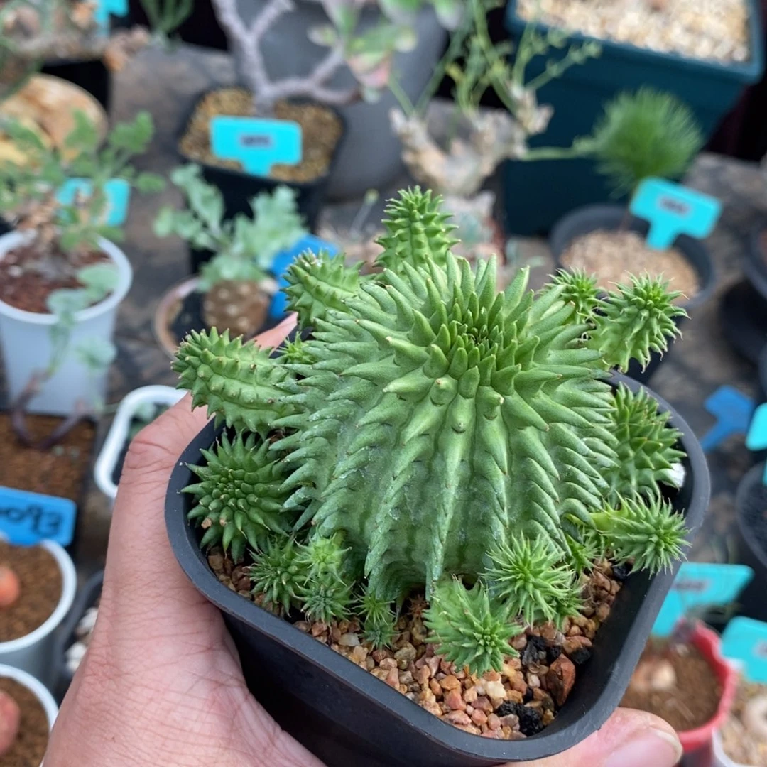 海胆大戟多肉植物