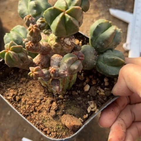 046草球软仙人球的特点是