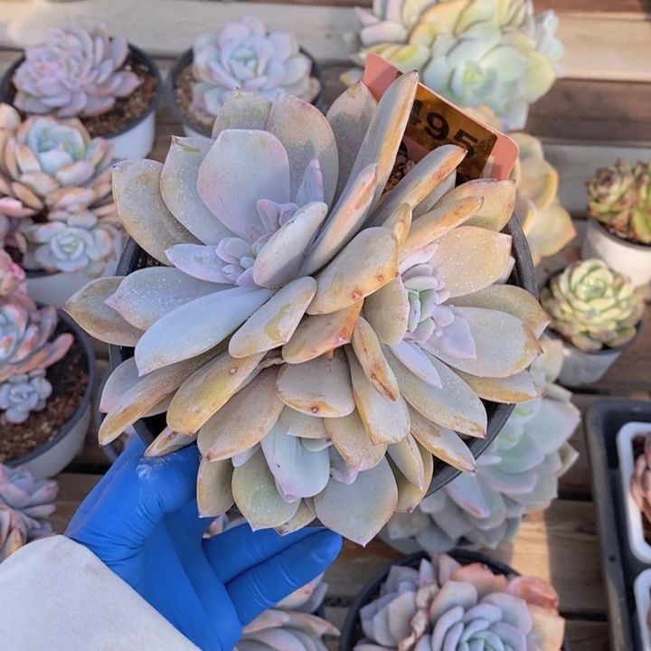 s***u495奶茶一颗11111