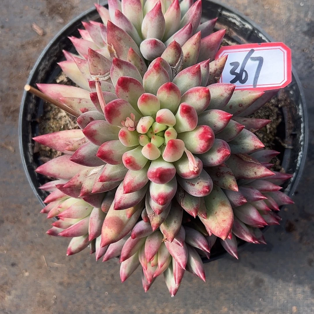 367号虞美人，一物一拍