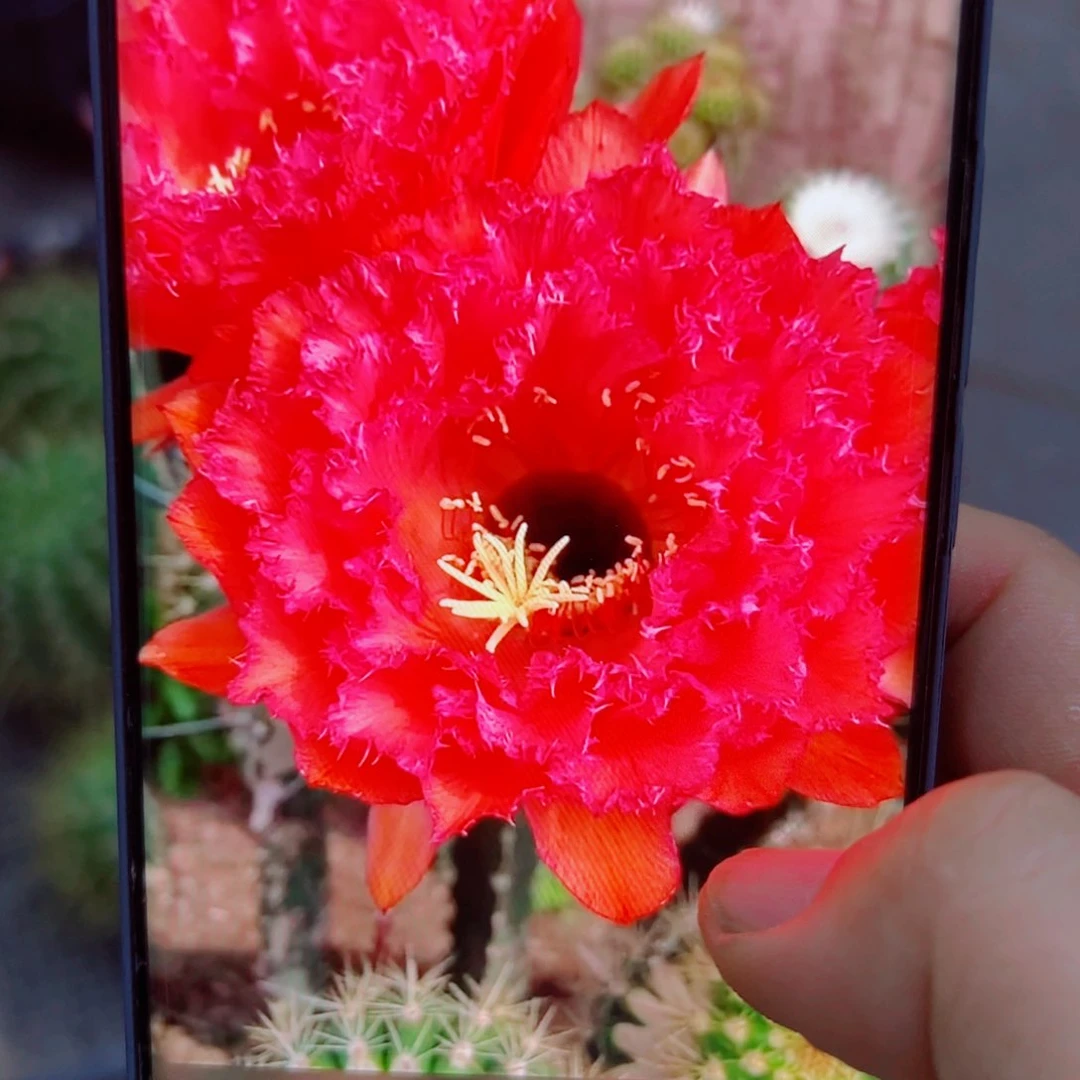 下13毛清清164 歪无根侧芽5公分左右20包邮