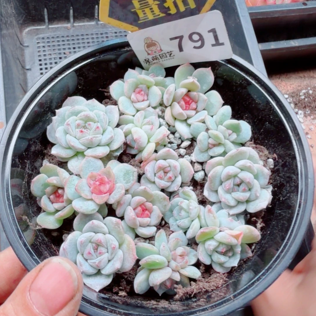 多肉植物多肉植物