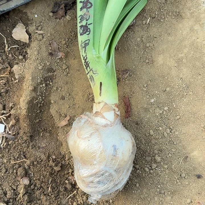 无花朵伊莲娜包对版一号