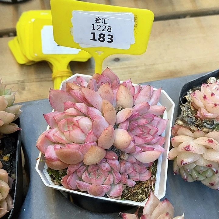 福利多多。1228183