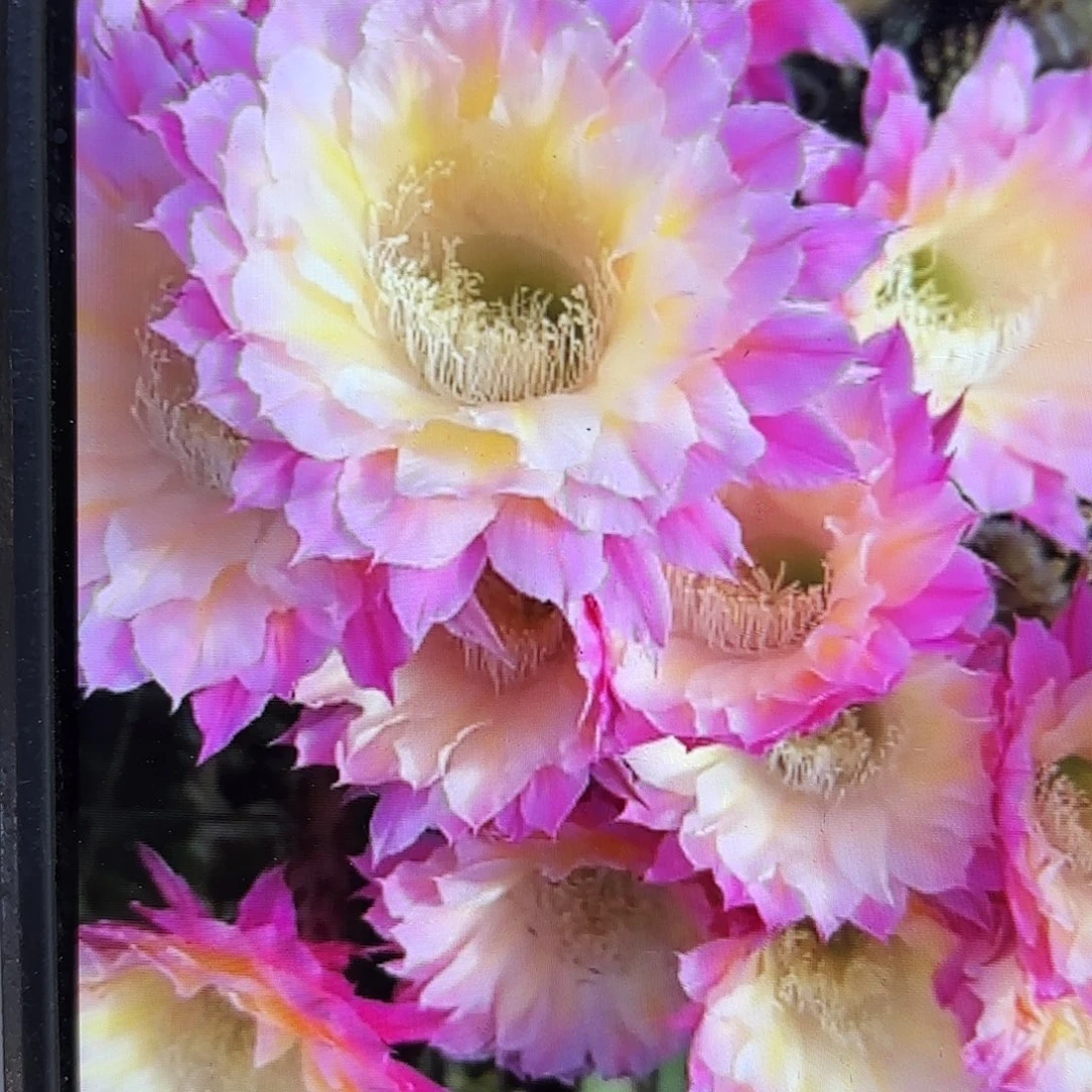 马丙彩侧牙20包邮44