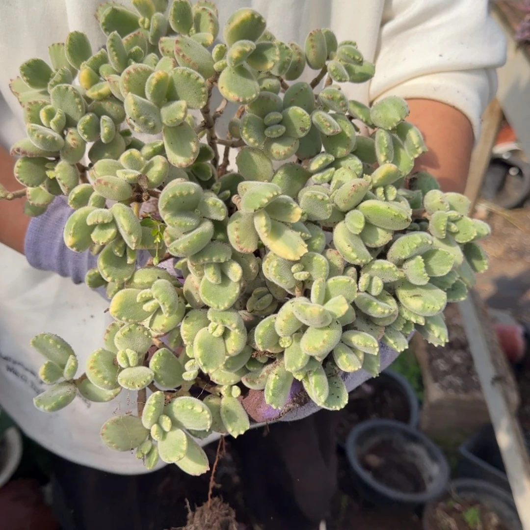 算***狠熊掌 一颗 不包损47号