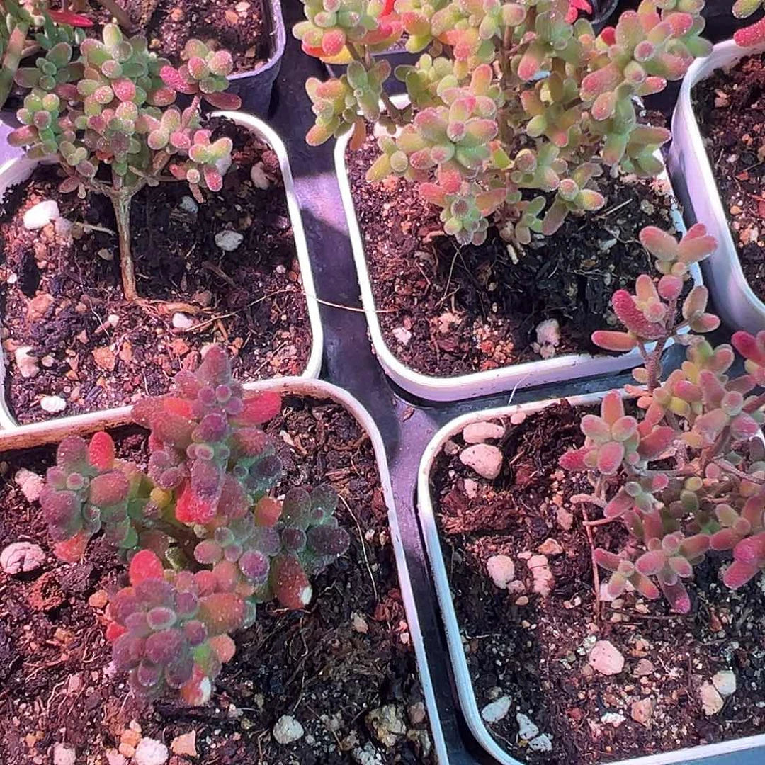 实生米粒灯养上色老桩