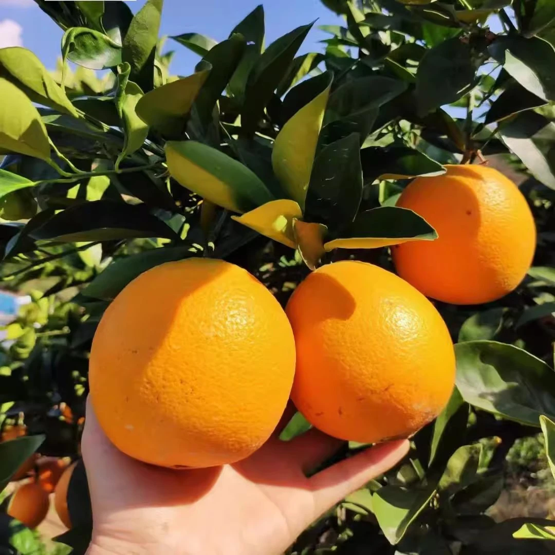 正宗江西赣南脐橙当季新鲜水果孕妇精品手剥橙农家橙子产地直发江西省