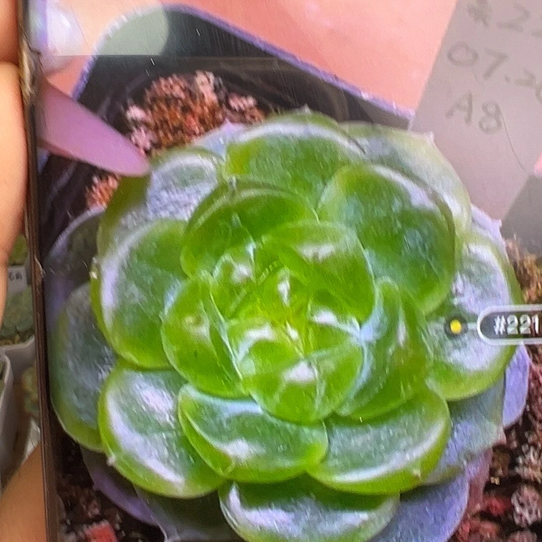 221甜心状态图啊啊