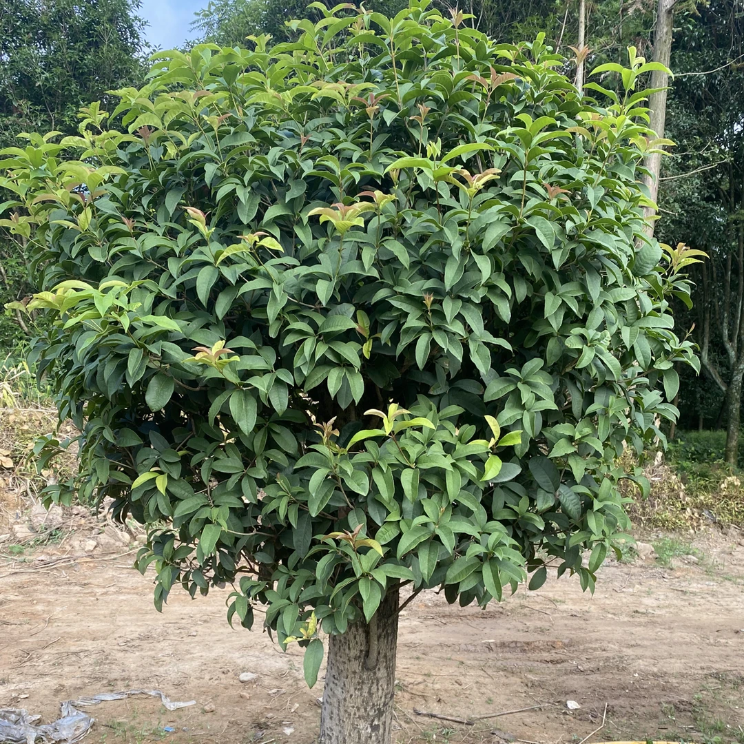 精品四季桂，天香台阁，金桂，丹桂，一物一拍专用链接