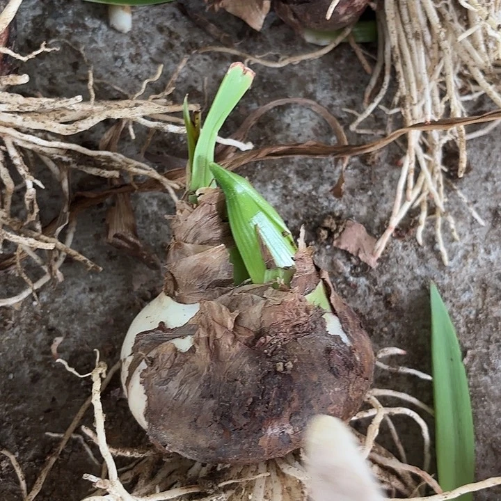 甜蜜一颗带花剑包对版