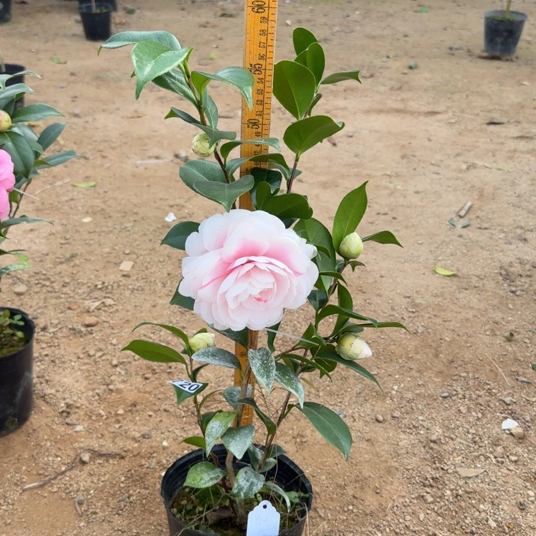 少量花朵（建议范围：2朵-5朵 或40%以下）720白乔