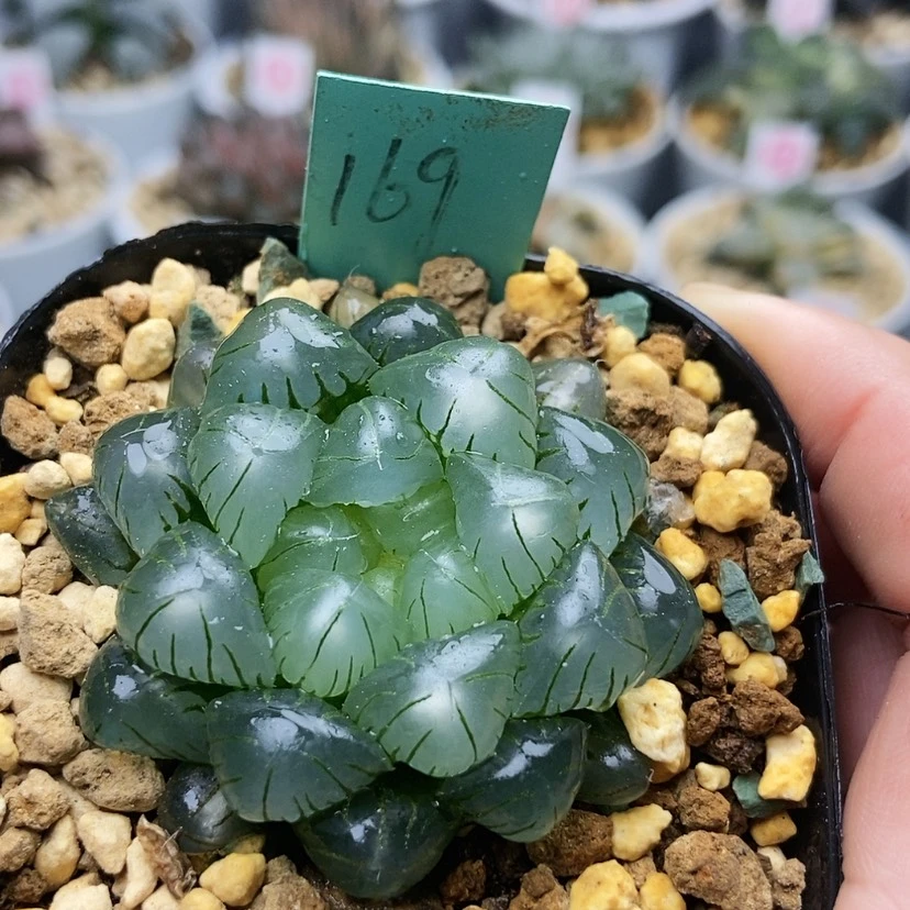 【闪购商品】169翠冰
