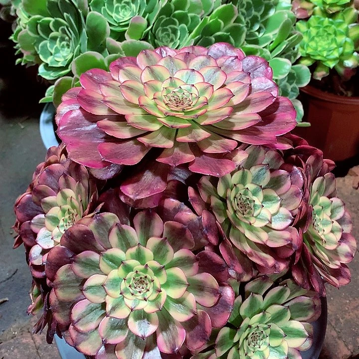 粉体美姬，多肉植物