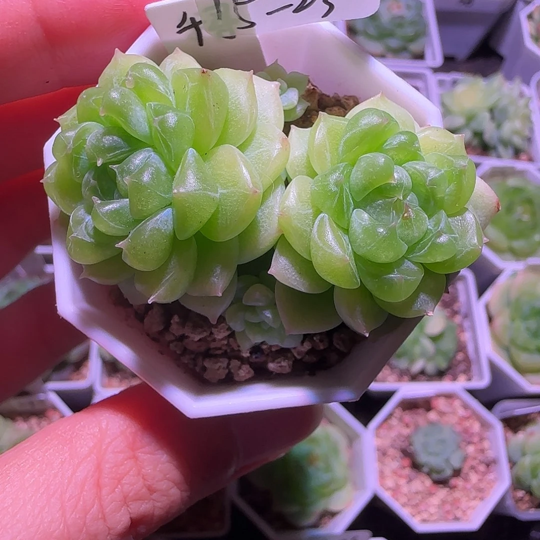 蟑***饭千寻15-23双头带崽群生不包整