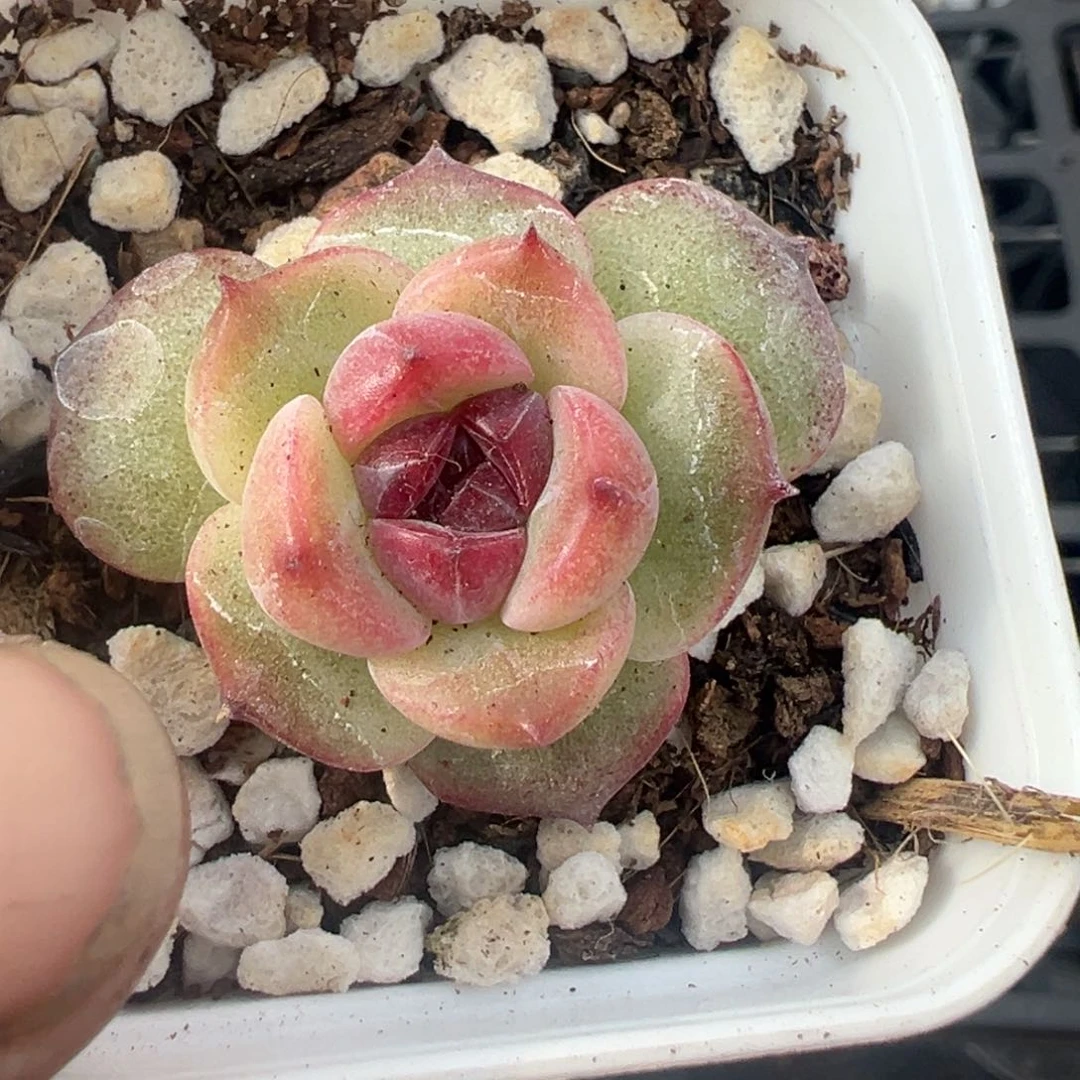 小卡拉米糖心一物一拍